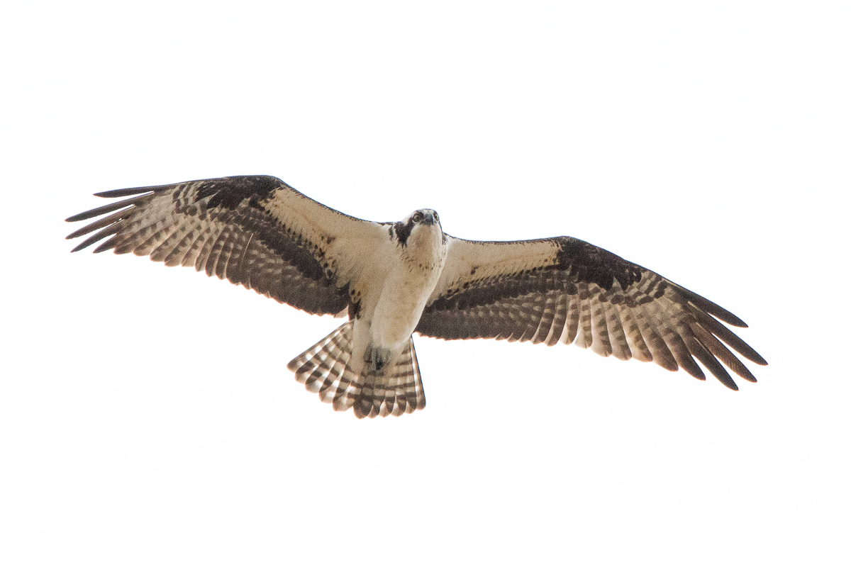 img_6256-edit